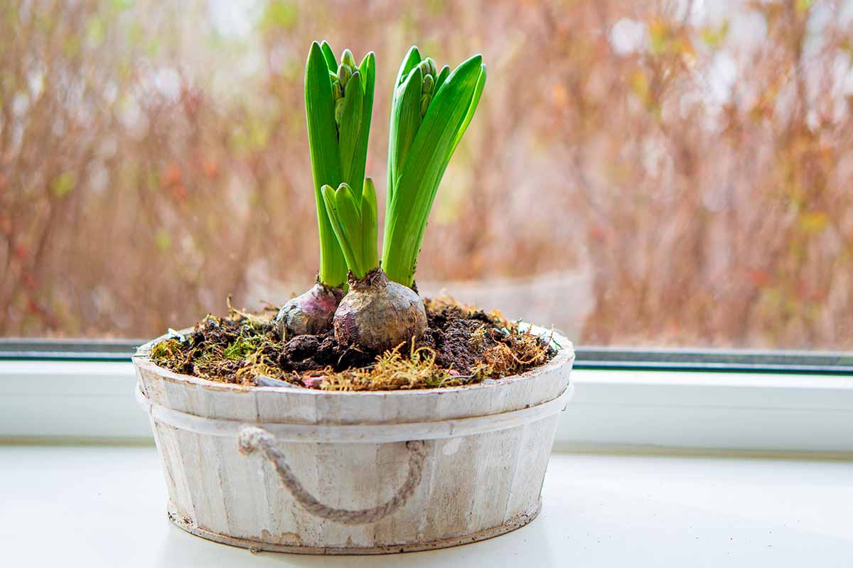 A close up horizontal image of hyacinth bulbs planted in a decorative wooden pot set on a windowsill.