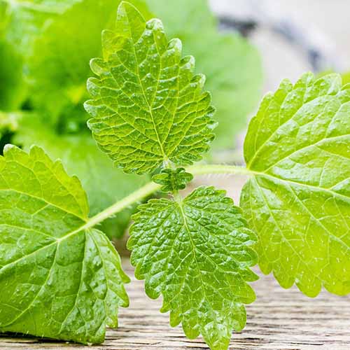 A close up square image of a sprig of lemon balm set on a wooden surface.