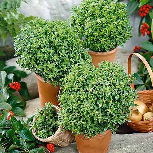 A square image of three terra cotta pots growing Greek basil set on a concrete surface.