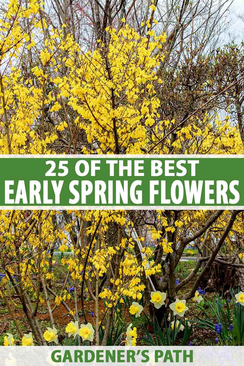 A vertical picture of a spring garden with bright yellow and blue flowers. To the center and bottom of the frame is green and white text.