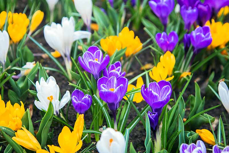 A close up of purple, yellow, and white crocuses flowering in the spring garden.