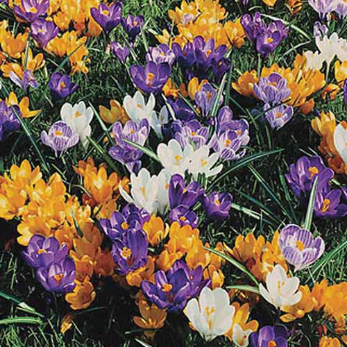 A close up of purple, orange, and white crocuses growing in the spring garden.