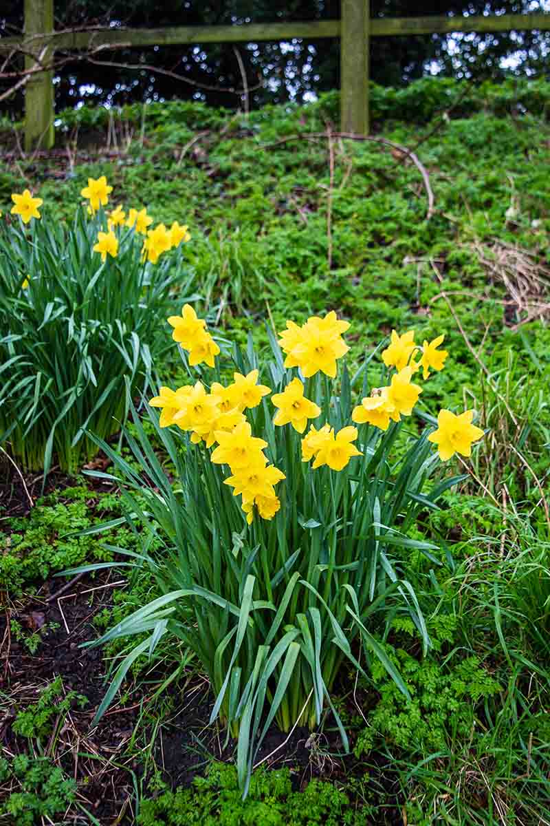 A close up vertical picture of yellow daffodils growing in the garden with a fence in the background.