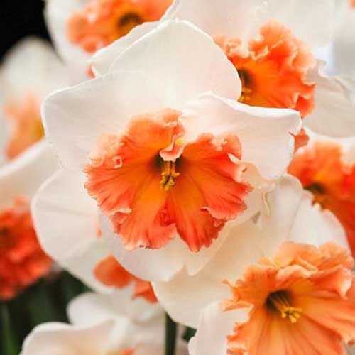 A close up of white and orange daffodil flowers on a soft focus background.