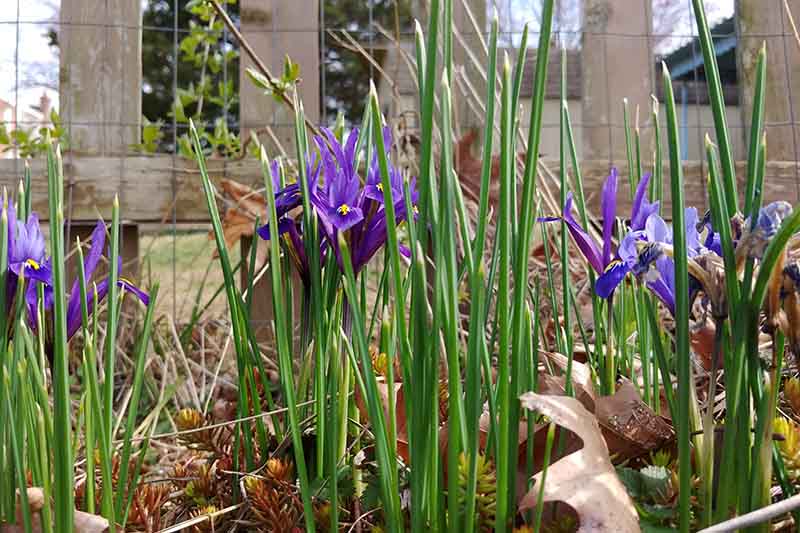 A close up of early dwarf iris growing in the garden with a fence in the background.