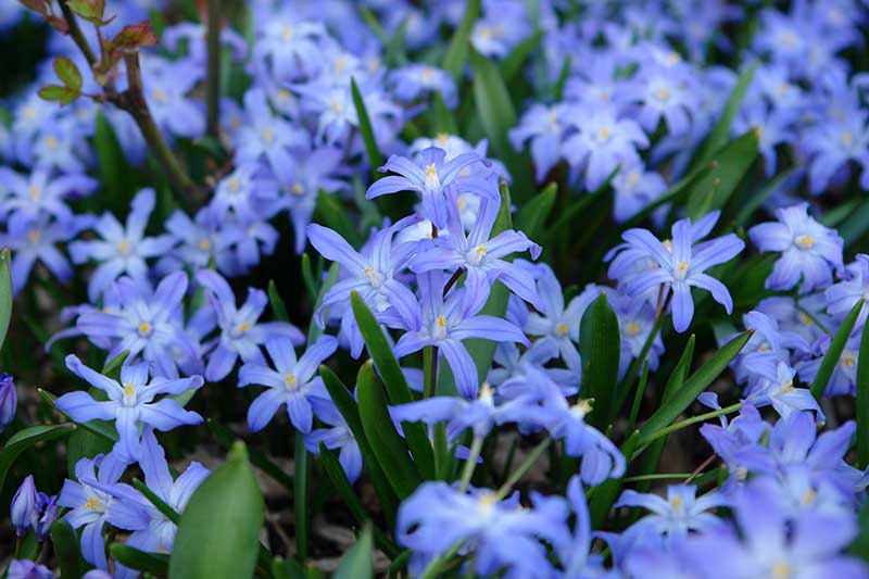 A close up of glory of the snow blue flowers, pictured in light sunshine, fading to soft focus in the background.