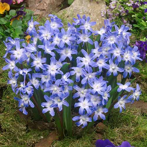 A close up square image of blue and white glory of the snow flowers growing in the garden.