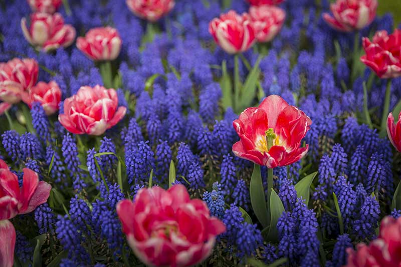 A close up of blue grape hyacinth flowers growing amongst red flowers in the spring garden.