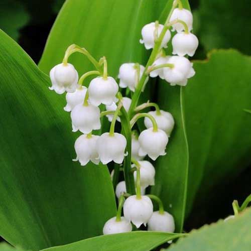 A close up of the dainty white lily of the valley flowers surrounded by bright green foliage on a soft focus background.