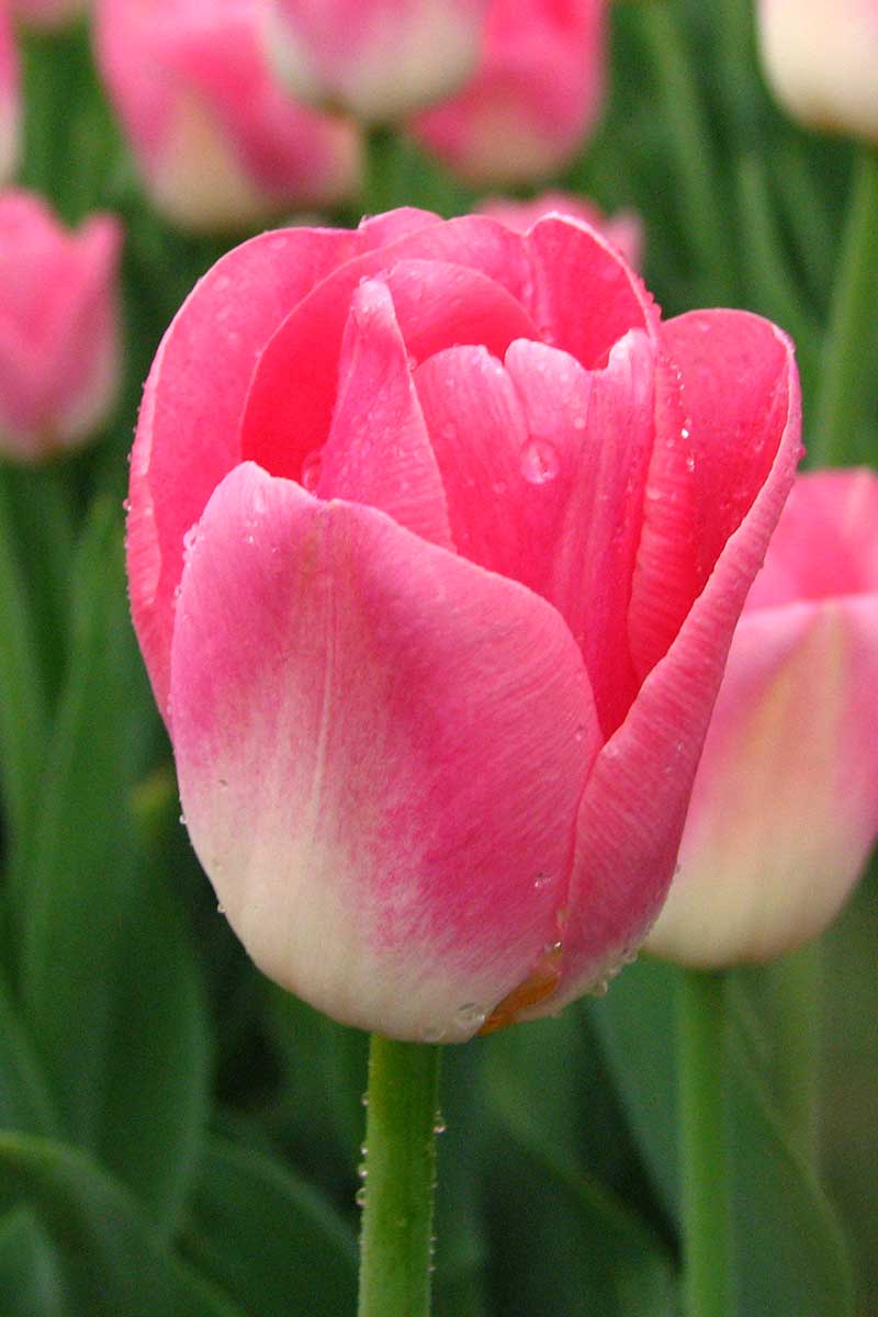 A close up of a 'Single Early' pink tulip flower on a soft focus background.