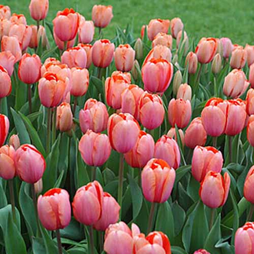 A close up of pink 'Apricona' tulips growing in the garden with a lawn in the background.