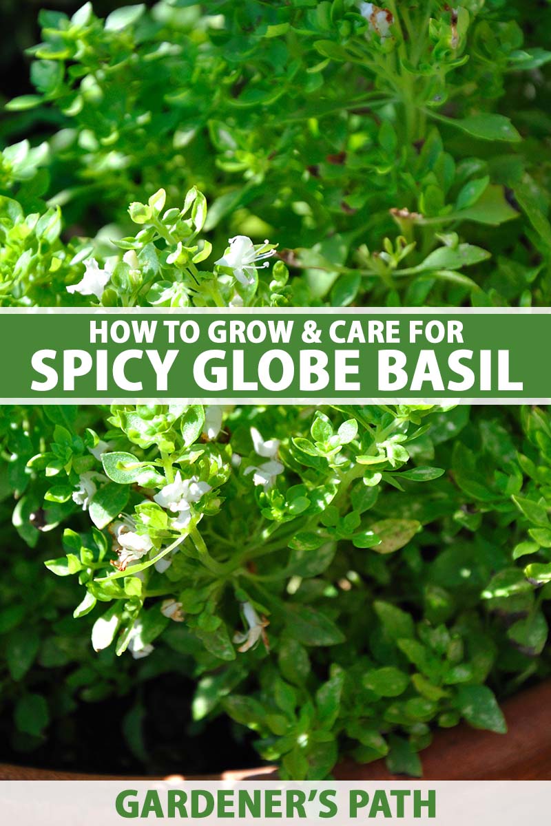 A close up vertical image of a 'Spicy Globe' basil plant (Ocimum basilicum var. minimum) growing in a terra cotta pot pictured in light filtered sunshine. To the center and bottom of the frame is green and white printed text.