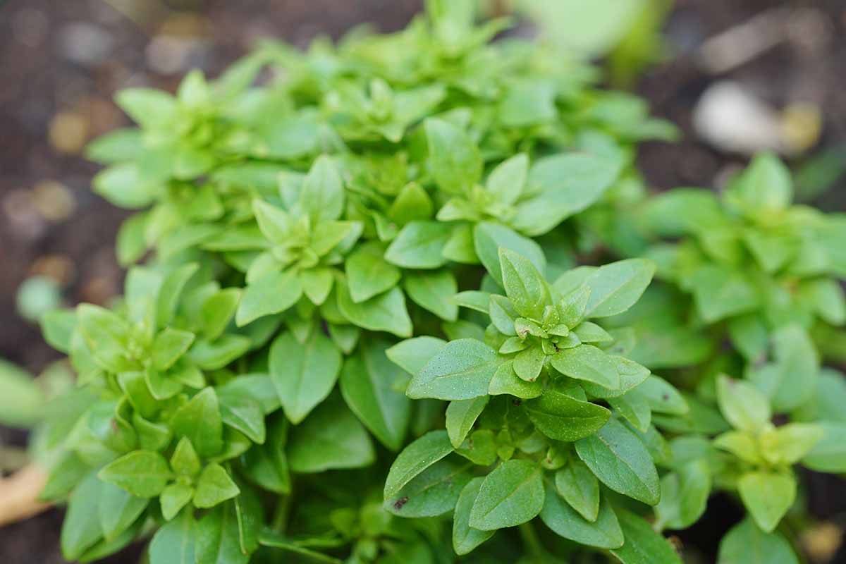 A close up horizontal image of 'Spicy Globe' basil (Ociumum basilicum var. minimum) growing in the home herb garden.