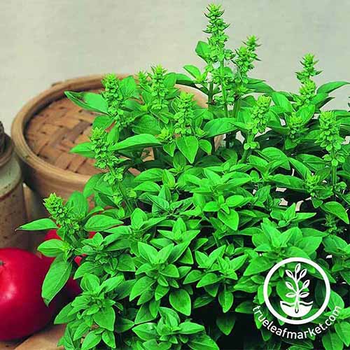 A square image of a pot of 'Spicy Globe' basil growing indoors with a wicker basket and tomatoes in the background.