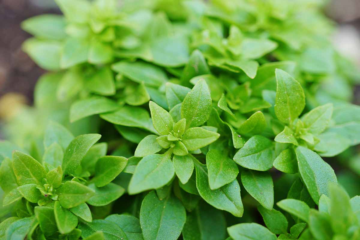 A close up horizontal image of the foliage of Ocimum basilicum var. minimum 'Spicy Globe' (basil) growing in the garden.