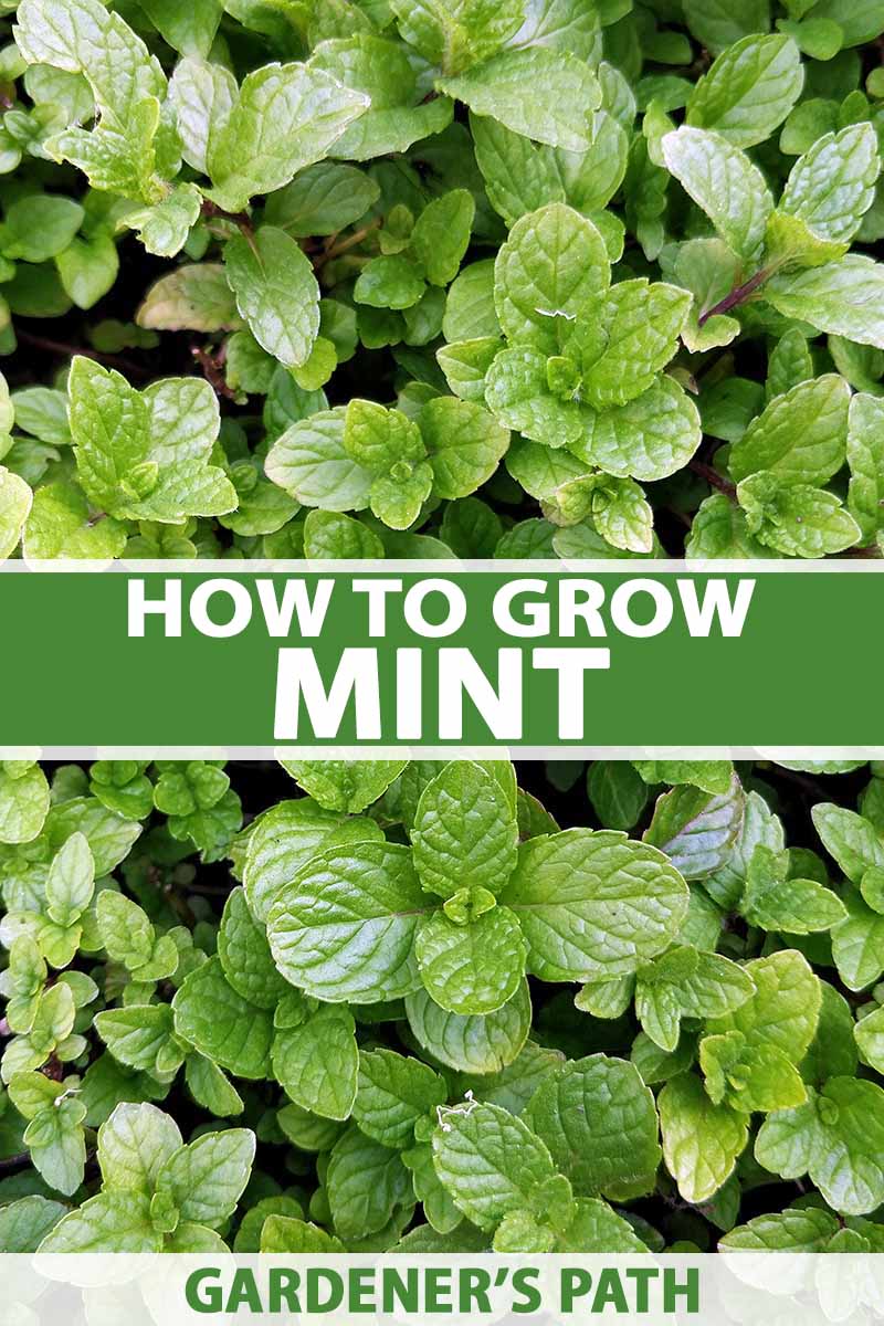 A close up background picture of Mentha growing in the garden with green leaves. To the center and bottom of the frame is green and white text.