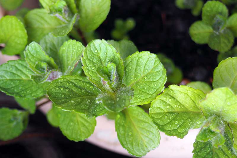 A close up of the leaves of Mentha x piperita growing in a terra cotta container with water droplets on the leaves, on a soft focus background.