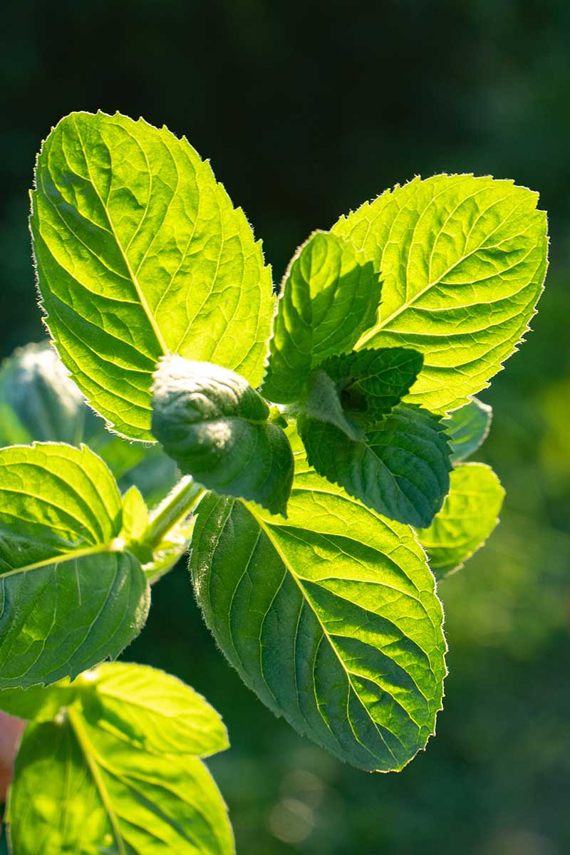 A close up vertical picture of Mentha leaves pictured in bright sunshine on a soft focus background.