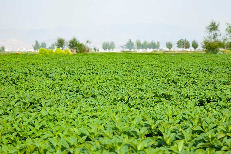 A large commercial farm of mint plants in a large area with trees in soft focus in the background.