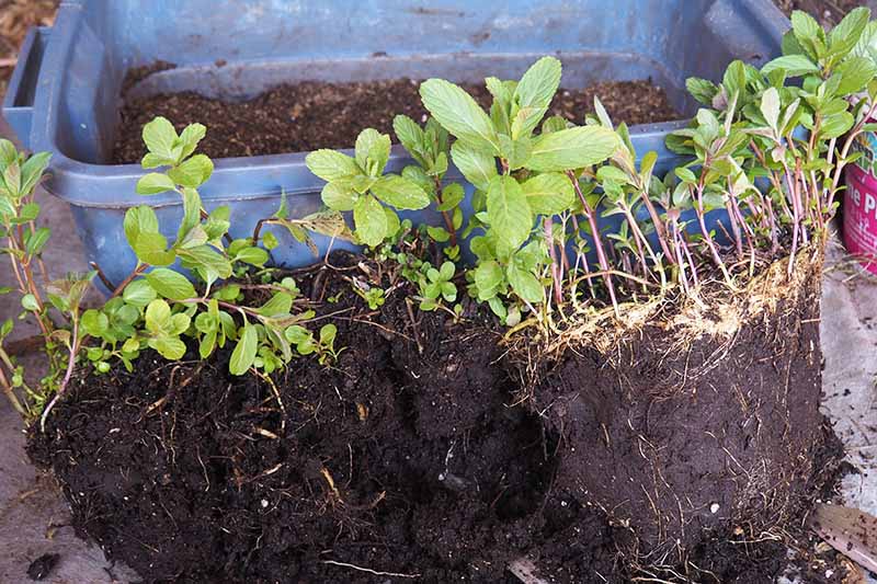 A close up of the rootballs of a mint plant that has been separated, set on the ground in front of a blue plastic container.