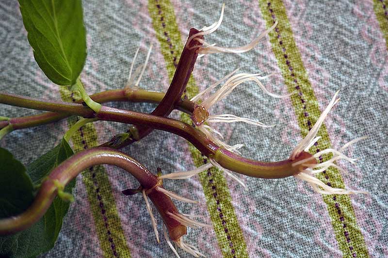 A close up of the stems of a Mentha plant, taken as a cutting and placed in water showing the new root development. The background is a striped fabric.