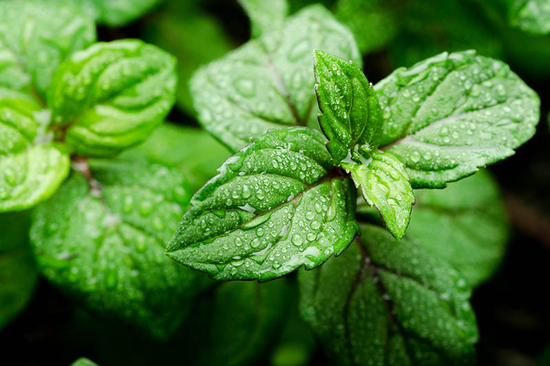 A close up of the bright green leaves of the Mentha plant, covered in water droplets on a dark soft focus background.