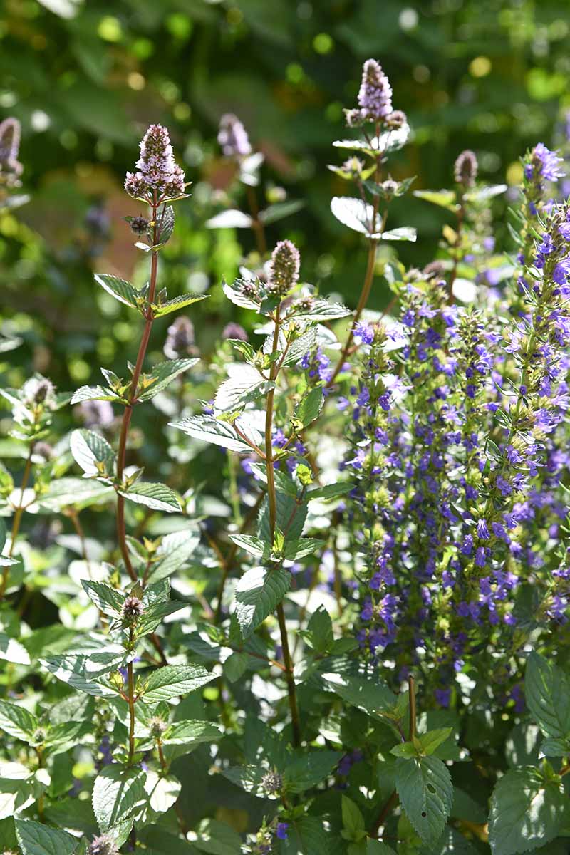 A vertical close up of a Mentha plant growing in the garden in bloom with small purple flowers, in bright sunshine on a soft focus background.