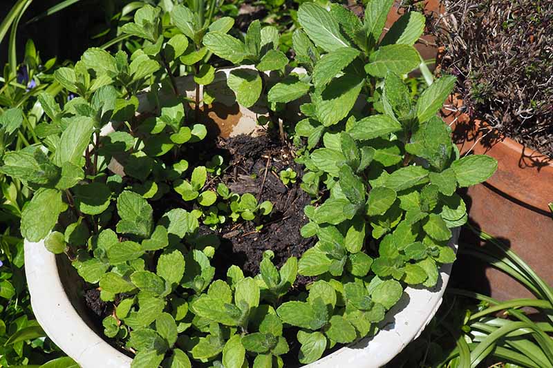 A close up of a light colored container with a mint plant pictured in bright sunshine, with a terra cotta container in the background.