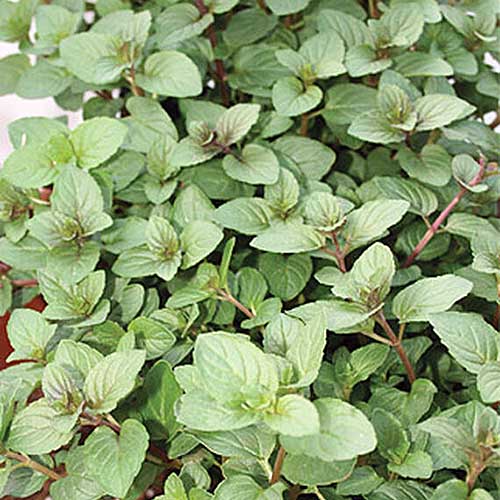 A close up of a peppermint plant growing vigorously in the garden.