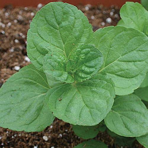 A close up of the 'Orange' variety of mint showing light green leaves with soil in soft focus in the background.