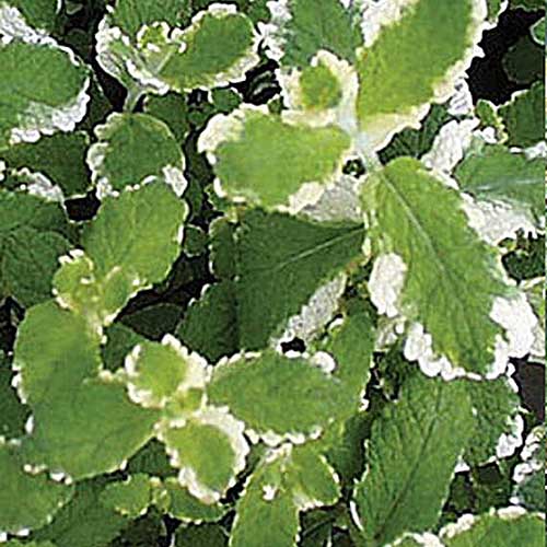 A close up of the variegated green leaves with white edges of the 'Pineapple' mint variety.