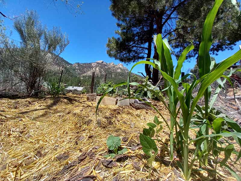 A horizontal image of a Three Sisters style planting with mountains and blue sky in the background.