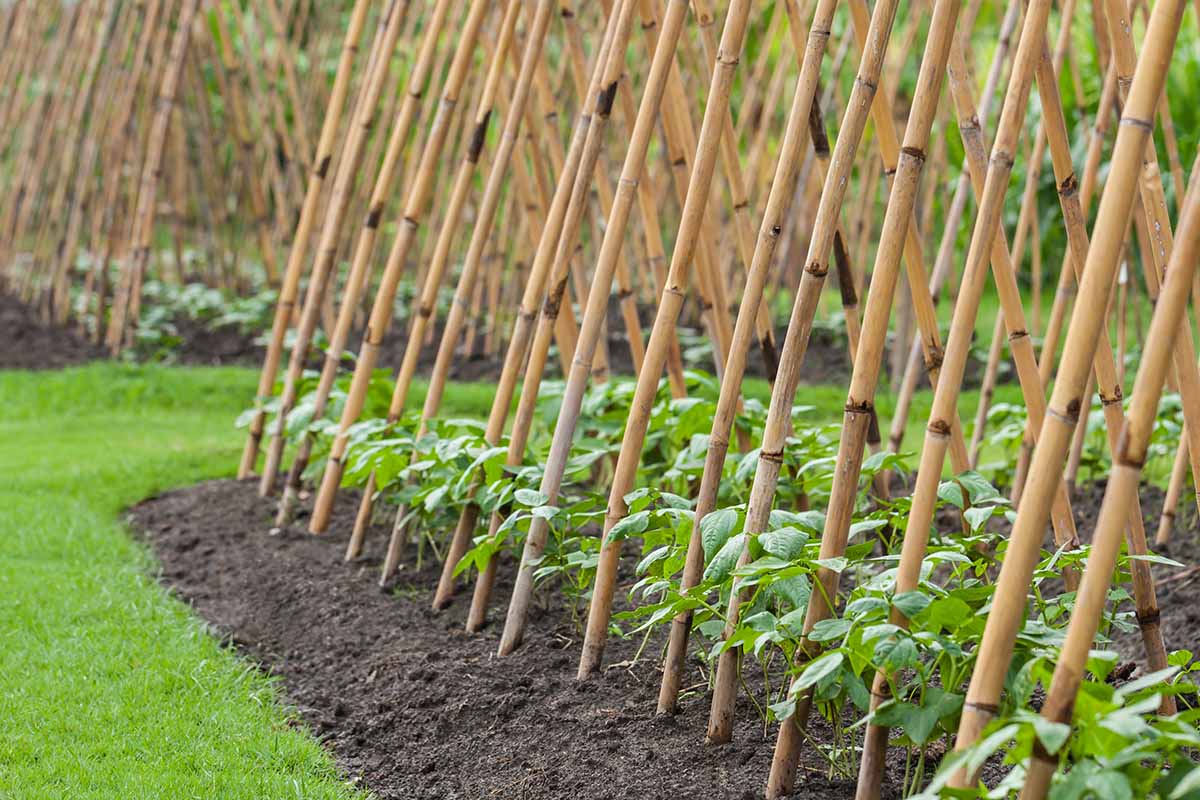 A horizontal image of bamboo supports set up in a tipi shape for climbing, vining vegetables.