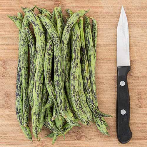 A square image of freshly harvested 'Rattlesnake' pole beans set on a wooden chopping board with a knife.