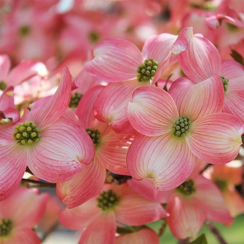 A close up square image of the delicate pink and white flowers of Cherokee Brave dogwood pictured in light sunshine.