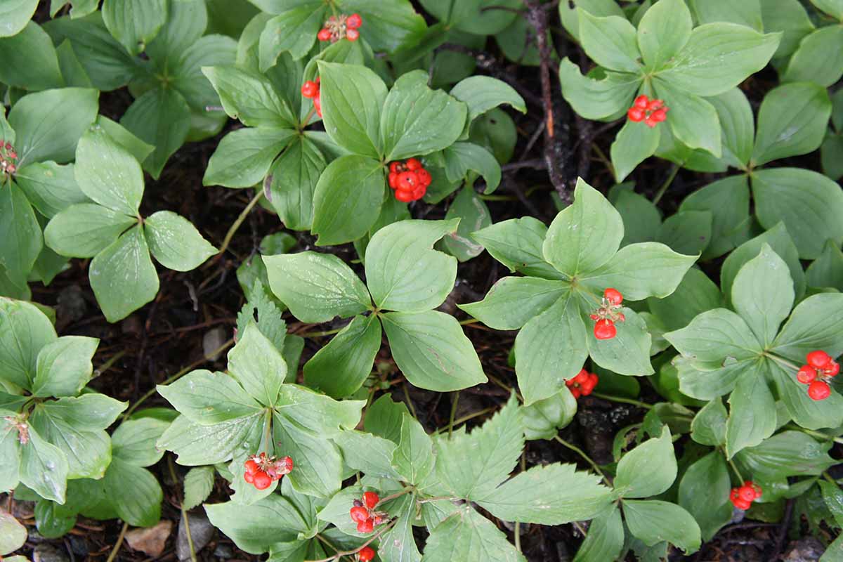 A close up horizontal image of the bright red berries and green foliage of Cornus canadensis growing in the garden.