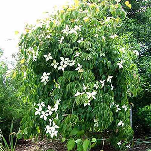 A square image of Cornus 'Elizabeth Lustgarten' growing in the garden, in full bloom in springtime.