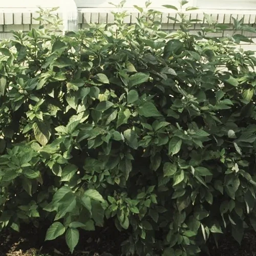 A close up of Cornus 'Isanti' growing in a border outside a residence.