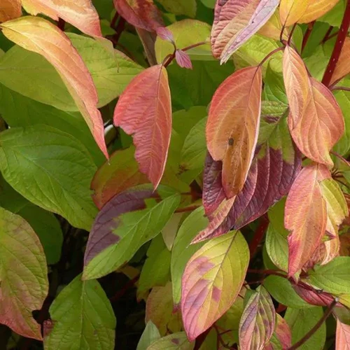 A close up of the fall foliage of Cornus Neon Burst in the garden.