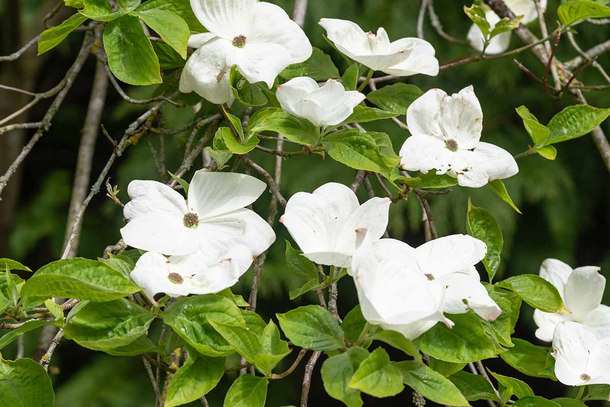 A close up horizontal image of the white flowers of a Cornus nutalli dogwood tree pictured on a soft focus background.