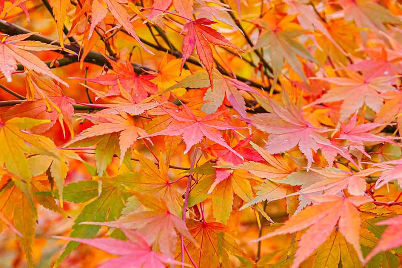 A close up horizontal image of bright red Acer palmatum foliage.