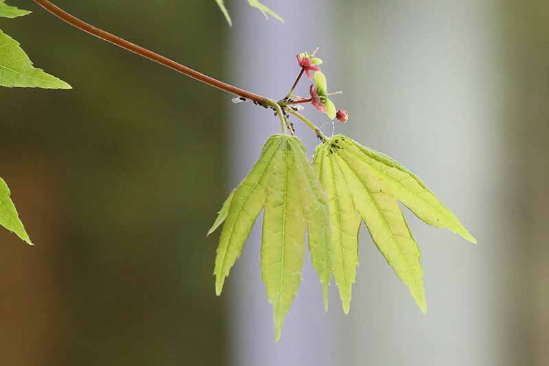 A close up horizontal image of developing Japanese maple seeds pictured on a soft focus background.