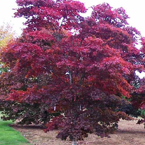 A close up square image of a Japanese maple 'Bloodgood' growing in the garden.