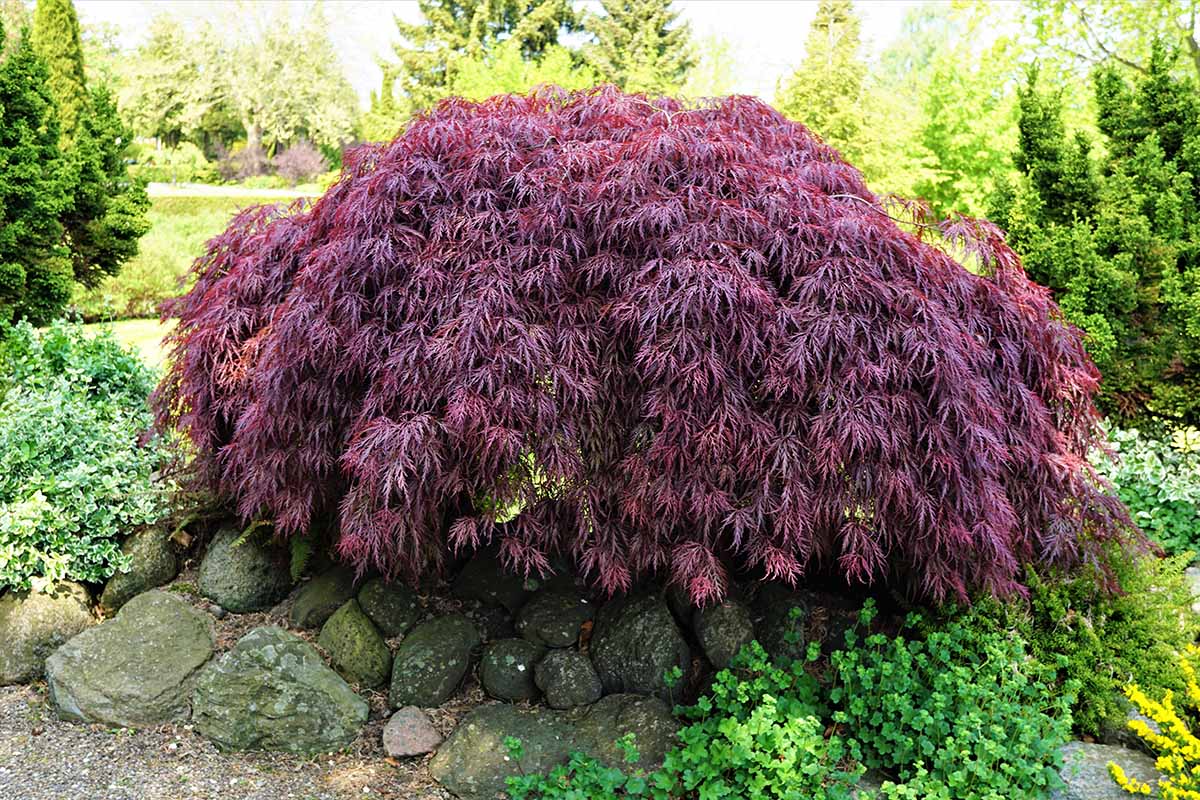 A close up horizontal image of a compact Japanese maple tree growing in a garden border with trees in soft focus in the background.