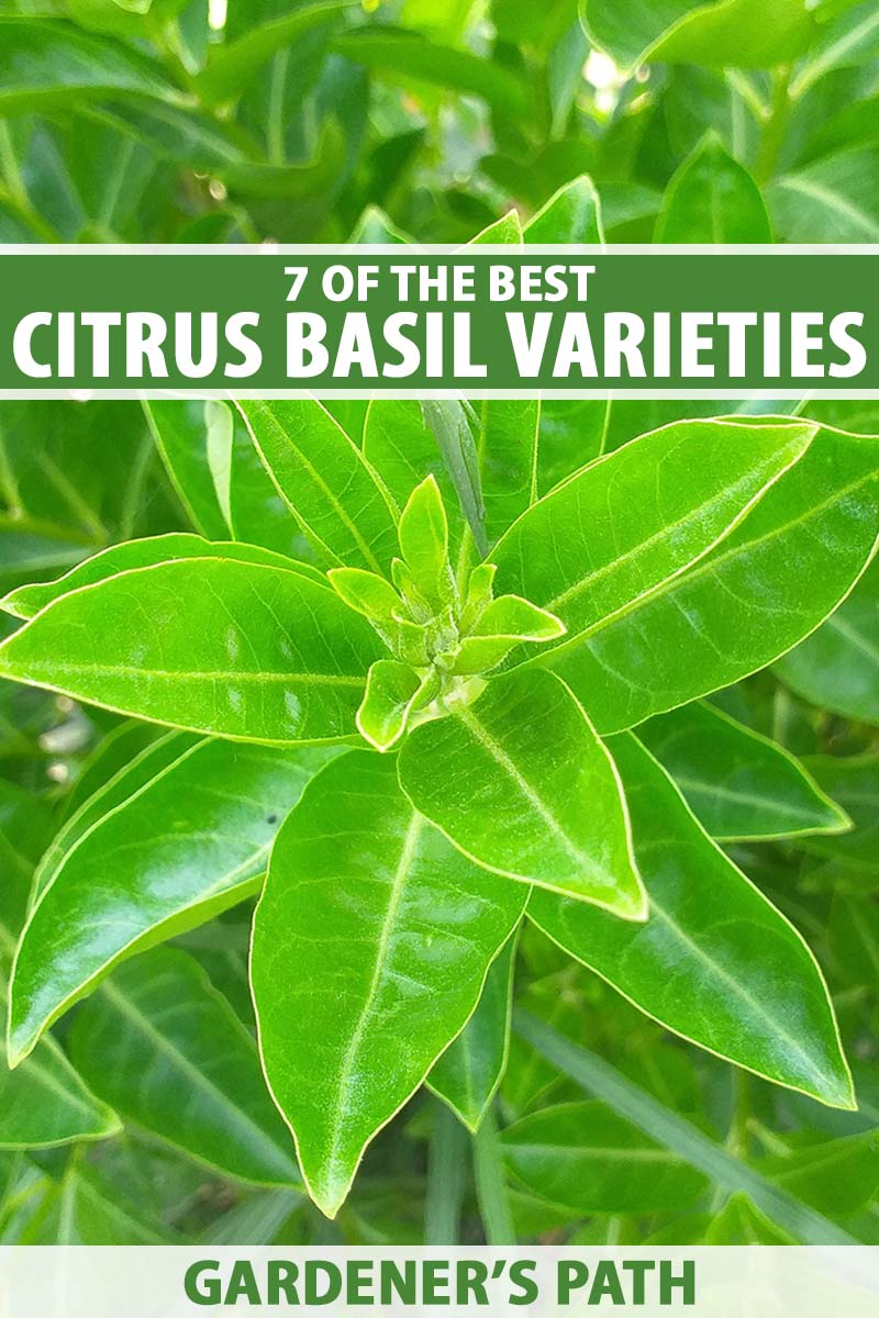 A close up vertical image of the bright green foliage of citrus basil growing in the garden. To the top and bottom of the frame is green and white printed text.