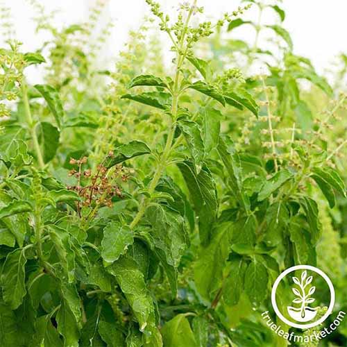 A close up square image of 'Sweet Dani' basil growing in the garden pictured on a soft focus background. To the bottom right of the frame is a white circular logo with text.