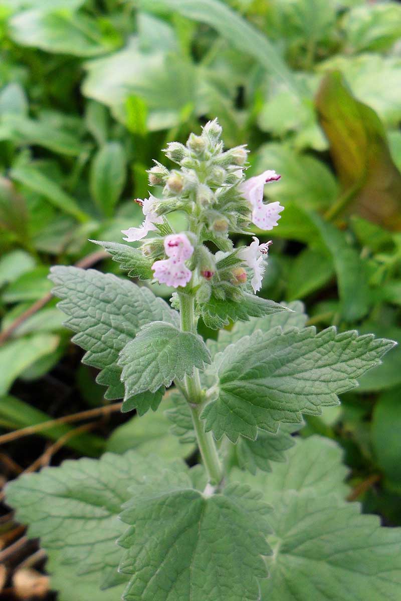 A close up vertical image of Nepeta cataria blooming in the garden.