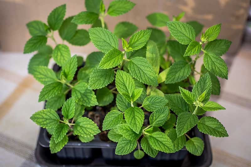 A close up horizontal image of Nepeta cataria (catnip) seedlings ready to transplant into the garden.