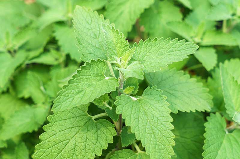 A close up horizontal image of Nepeta cataria growing in the garden.