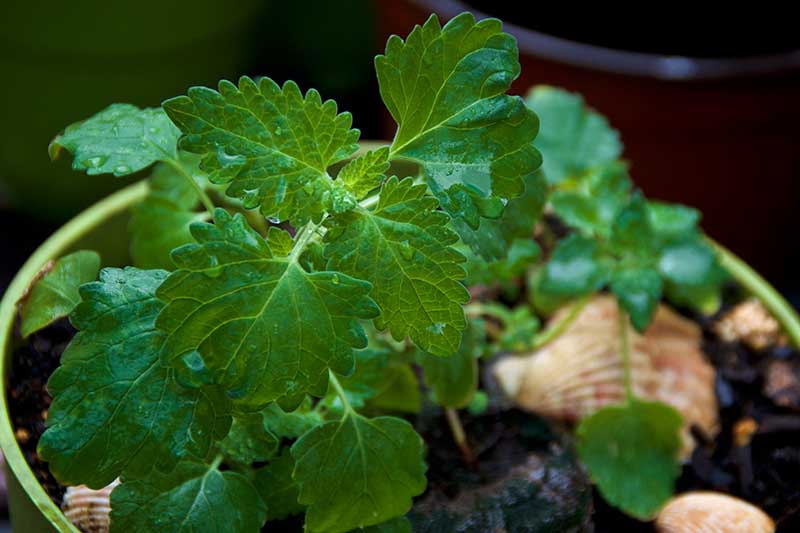 A close up horizontal image of Nepeta cataria growing in a container with decorative shells in soft focus in the background.